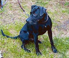 Foto: Lebenswürde für Tiere e.V.